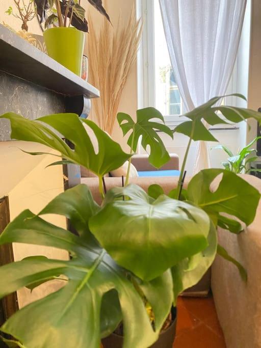 Le Jardin Secret De Nady Leilighet Carcassonne Eksteriør bilde